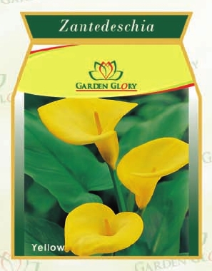 Flower Bulbs - Zantedeschia