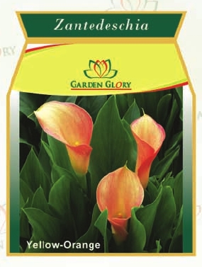 Flower Bulbs - Zantedeschia