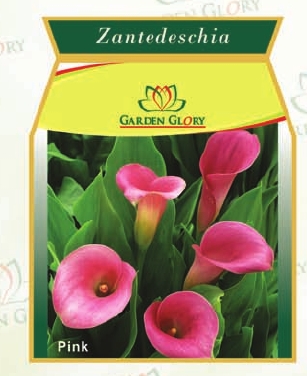 Flower Bulbs - Zantedeschia