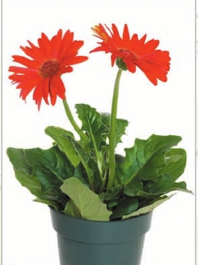 Silk Wedding Gerbera Daisies