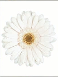 Gerbera Daisy Flower