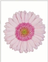 Gerbera