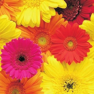 Gerbera Flower