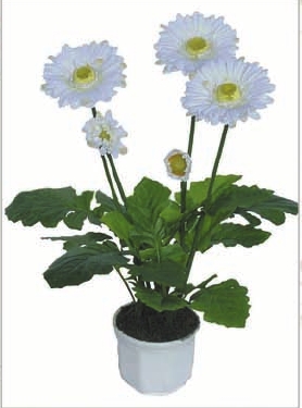 Monkey Flower Gerbera's