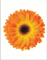 Gerbera