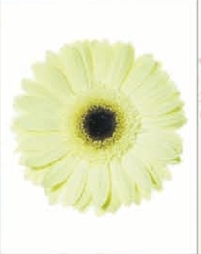 Gerbera