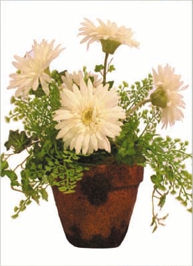 Gerbera