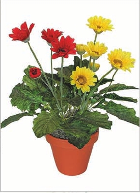 Gerbera