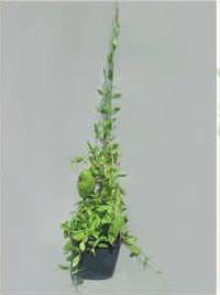 Outdoor Artificial Flowers