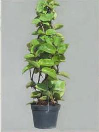 Artificial Hanging Plants