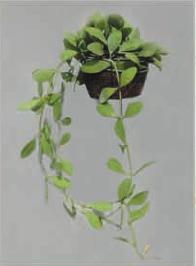 Hanging Plants