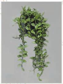 Potted Hanging Plants