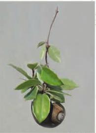 Hanging Plants