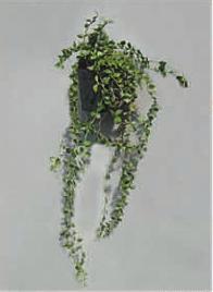 Hanging Plants