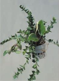 Hanging Plants