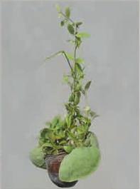 Hanging Plants