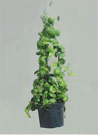 Hanging Plants
