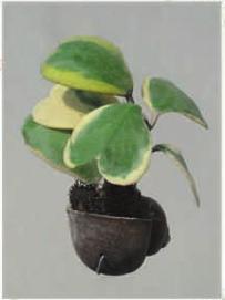 Hanging Plants