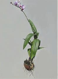 Hanging Plants