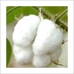 Bedding Cotton Waste