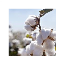 White Cotton Waste