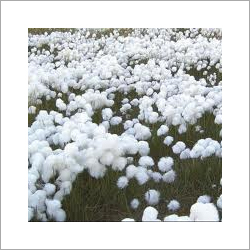 Natural Raw Cotton