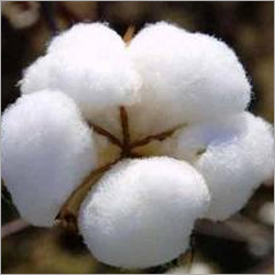 Raw Pure Cotton