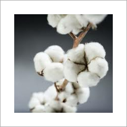 Textile Raw Cotton