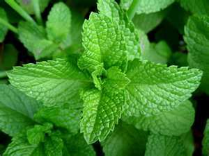 Neem Attar