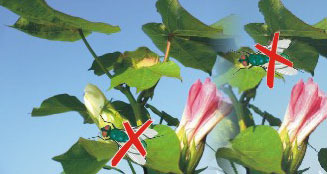 Solger