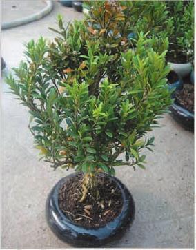  Bonsai Plant