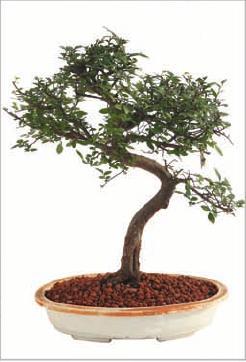 Bay Tree Bonsai