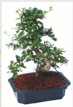 Mini Bonsai