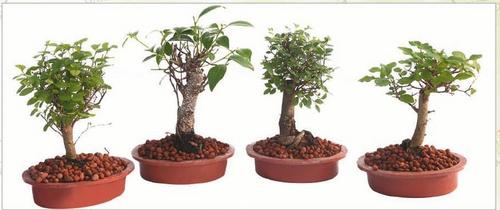 Mini Bonsai Tree
