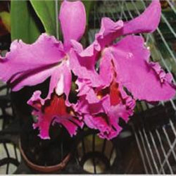 Orchid Cattleya