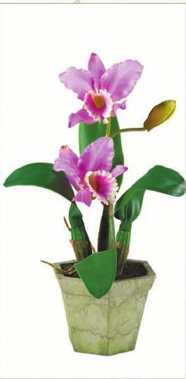 Indoor Orchid Plants