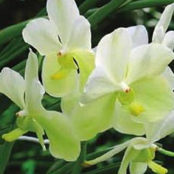 Orchid Cattleya