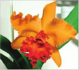 Orchid Cattleya