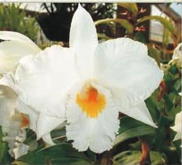 Orchid Cattleya