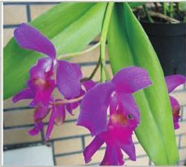 Orchid Cattleya