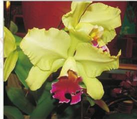 Orchid Cattleya