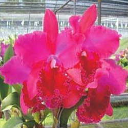 Orchid Cattleya