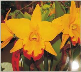 Orchid Cattleya
