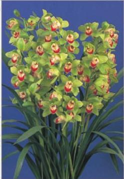Orchid Cymbidium