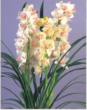 Orchid Cymbidium