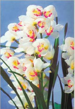 Orchid Cymbidium