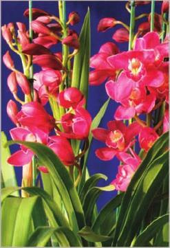 Orchid Cymbidium