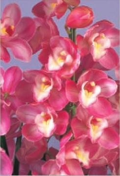 Orchid Cymbidium