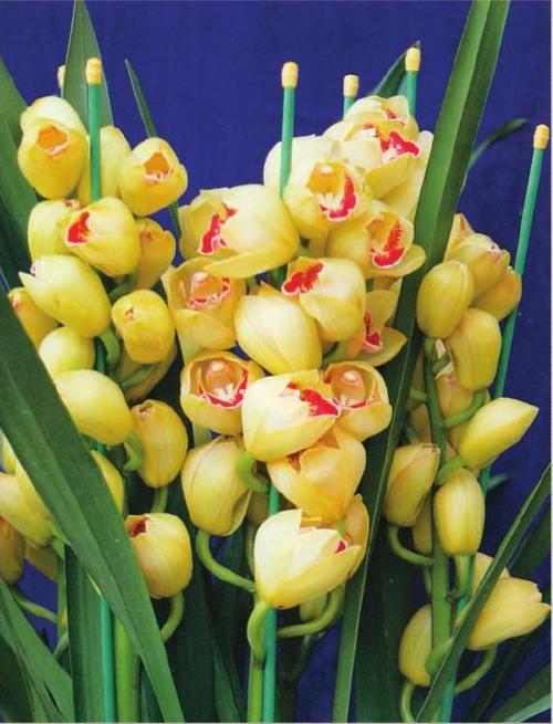 Orchid Cymbidium