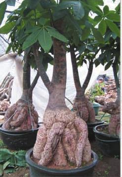 Pachira 